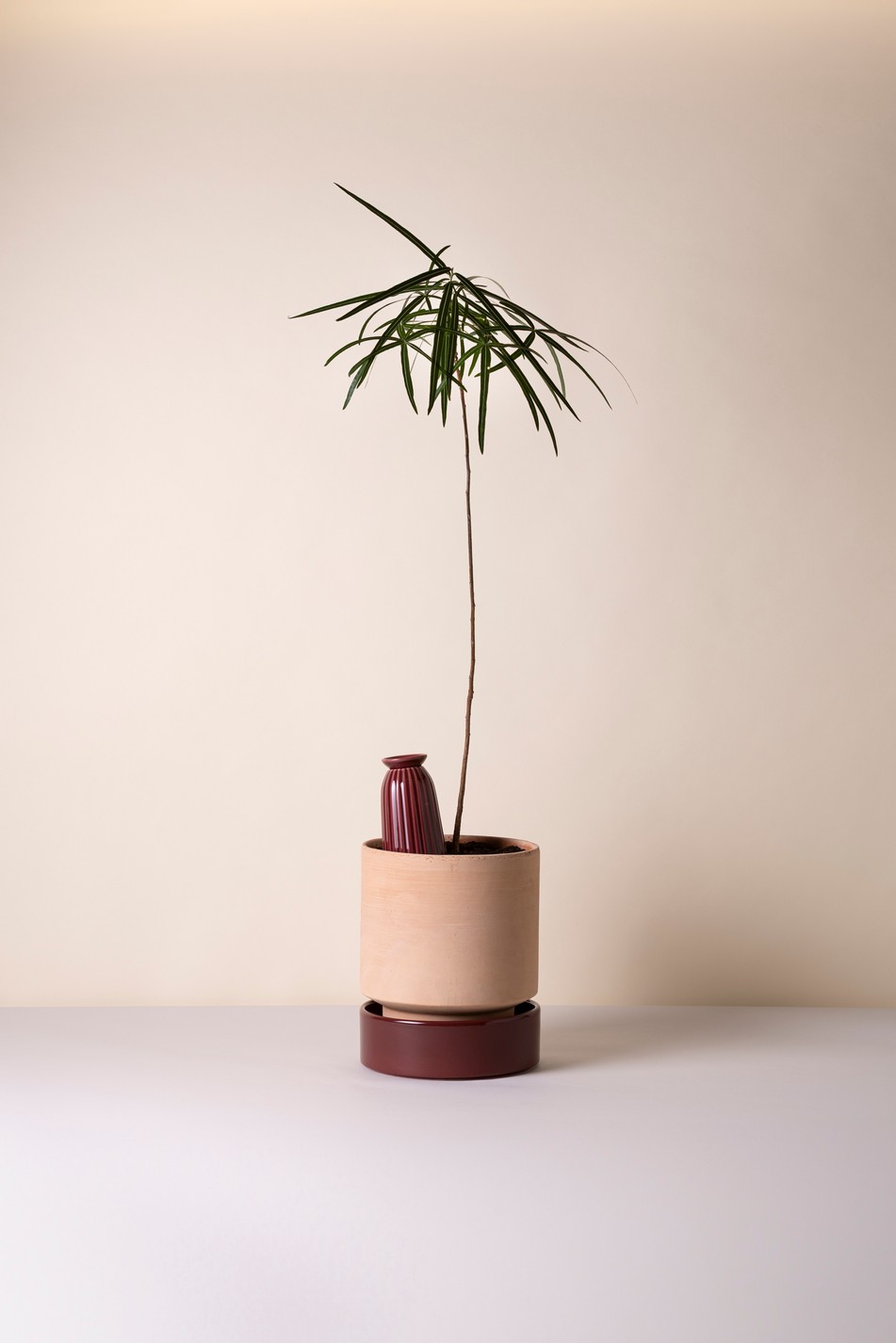 Cove Deep Burgundy, kastelija - Image 3