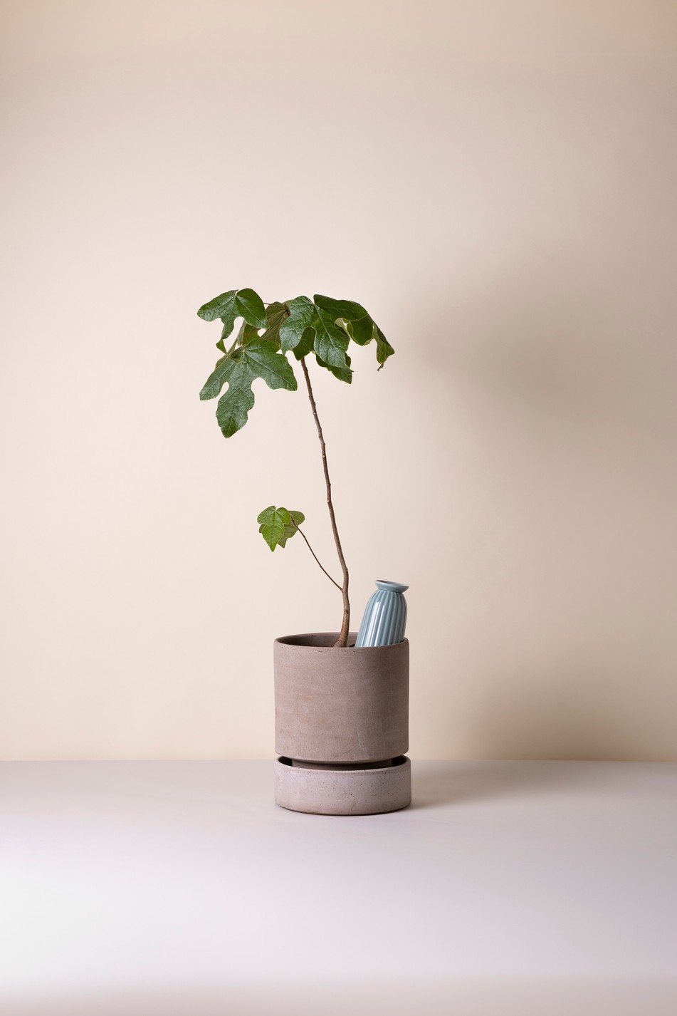 Cove Misty Blue, kastelija - Image 3